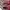 Sepatu Sneakers Vans Corduroy Maroon photo 5