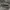 Disciple Motorcyclist Cargo Pants Brown photo 7
