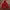 Tracktop Puma Big Logo Tapped photo 3