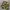 X-Large Camo Shorts Cargo photo 1