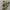 X-Large Camo Shorts Cargo photo 4