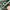 NIKE DUNK OFF WHITE PINE GREEN photo 6