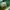 NIKE DUNK OFF WHITE PINE GREEN photo 8