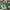 NIKE DUNK OFF WHITE PINE GREEN photo 7