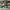 NIKE DUNK OFF WHITE PINE GREEN photo 3