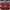 AIR JORDAN 1 MID NOBLE RED photo 5