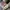 Coach Luxury Y2K Tote Bag Wanita Tan