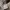 Coach Casual Y2K Shoulder bag Wanita cream photo 1