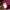 Fjallraven Kanken Classic Maroon Ox Navy Backpack Original photo 9
