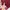celana pendek hw maroon love bonito size S (-) photo 8