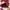 celana pendek hw maroon love bonito size S (-) photo 3