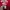 Hoodie Dickies Towel Red photo 6