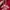 Hoodie Dickies Towel Red