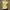 blouses yellow coquette cute vintage photo 2