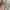 atasan crop bunga lengan balon poci premi photo 7