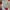 atasan crop bunga lengan balon poci premi photo 2