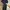 etcetera Navy Blue Dress w belt photo 2