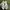 Converse Streetwear Sneakers Pria white black photo 7