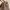 Coach Casual Crossbody Bag Wanita brown photo 2