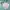 Coat Winter Jacket Anntaylor Lift Goose Down Bulu Angsa Pink