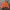 Leaves Strawberry Orange Blossom Jacket photo 7