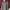 Uniqlo Minimalist Parka Wanita green photo 6