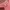 BASIC FITTED CROP COLORBOX PINK photo 3