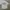 Jersey Swansea city centenary original  photo 1