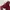 KEBAYA BROKAT MAROON photo 3