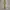 Belt canvas apple green photo 1
