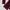 KEBAYA BALI BROKAT MAROON photo 3