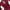 KEBAYA BALI BROKAT MAROON photo 2