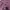 Crewneck Dark Purple FALLETT Original Branded/ L