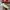 Vans Slipon Parchment photo 2