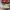 Vans Slipon Parchment photo 4