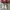 Vans Slipon Parchment photo 5
