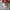 Vans Slipon Parchment photo 1