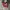 Converse Allstar Hi Red White photo 1