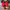 Converse Allstar Hi Red White photo 5
