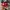 Converse Allstar Hi Red White photo 2