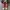 Converse Allstar Hi Red White photo 6