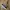 VANS OLD SKOLL MULE