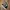 VANS OLD SKOLL MULE