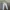 Celana Jogger NFL Raiders Original photo 4