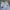 Celana Jogger NFL Raiders Original photo 2