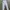 Celana Jogger NFL Raiders Original photo 1
