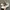 Adidas Nizza Leopard photo 1