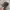 Duanni Distressed Cadet Hat Punk photo 1