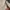 Polo Shirt Burberry Of London Authentic photo 7