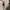 Polo Shirt Burberry Of London Authentic photo 4